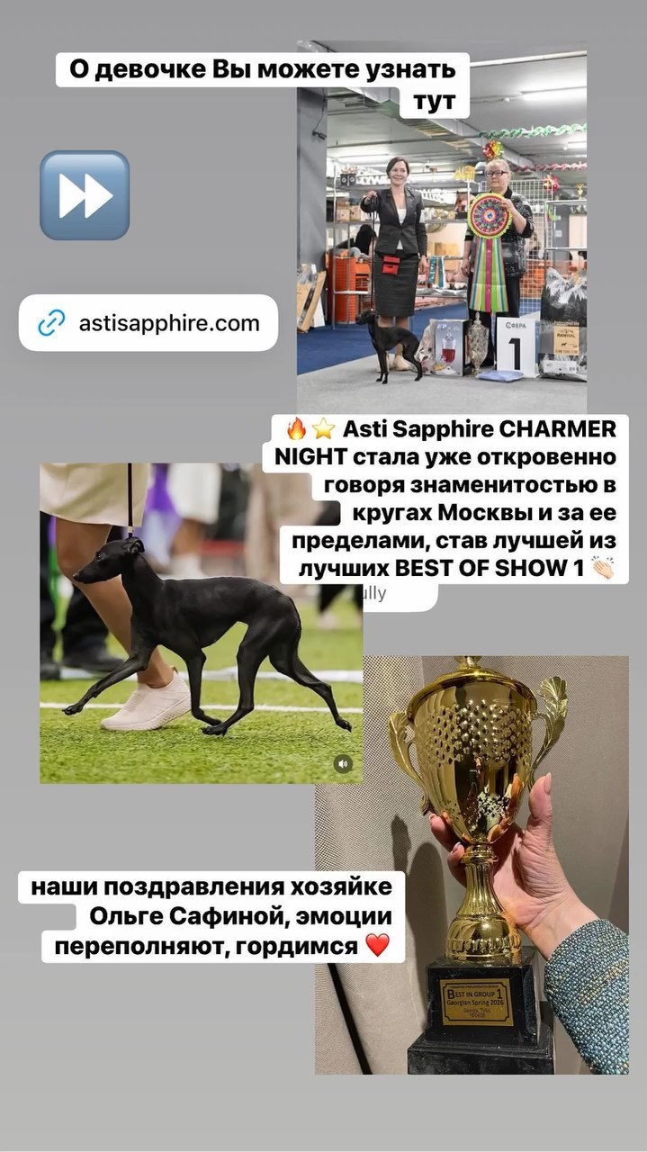 Итоги апреля. Профессиональный питомник левреток РКФ/FCI ASTI SAPPHIRE 💎 Сочи|Санкт-Петербург