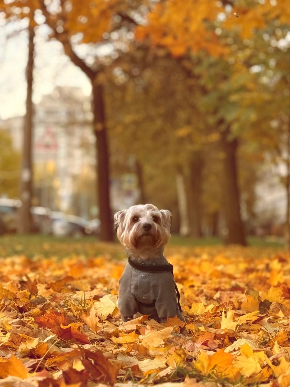 «Собака». Фотограф в Санкт-Петербурге — портретная и жанровая съёмка