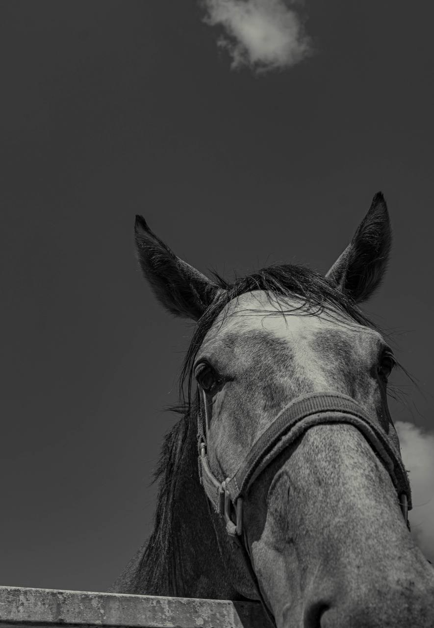 Фотосессия на конюшне в Сочи. Портфолио фотографа Анастасии Блохиной