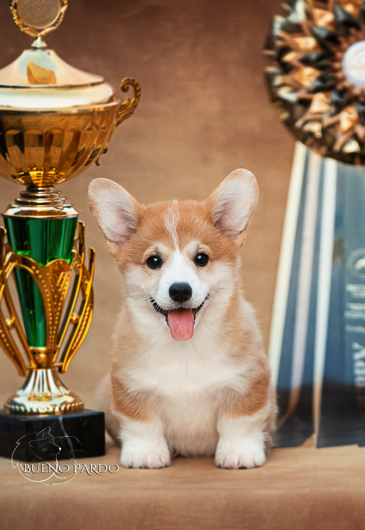 Щенки вельш корги пемброк из питомника. Питомник собак Акита, Хаски, Корги