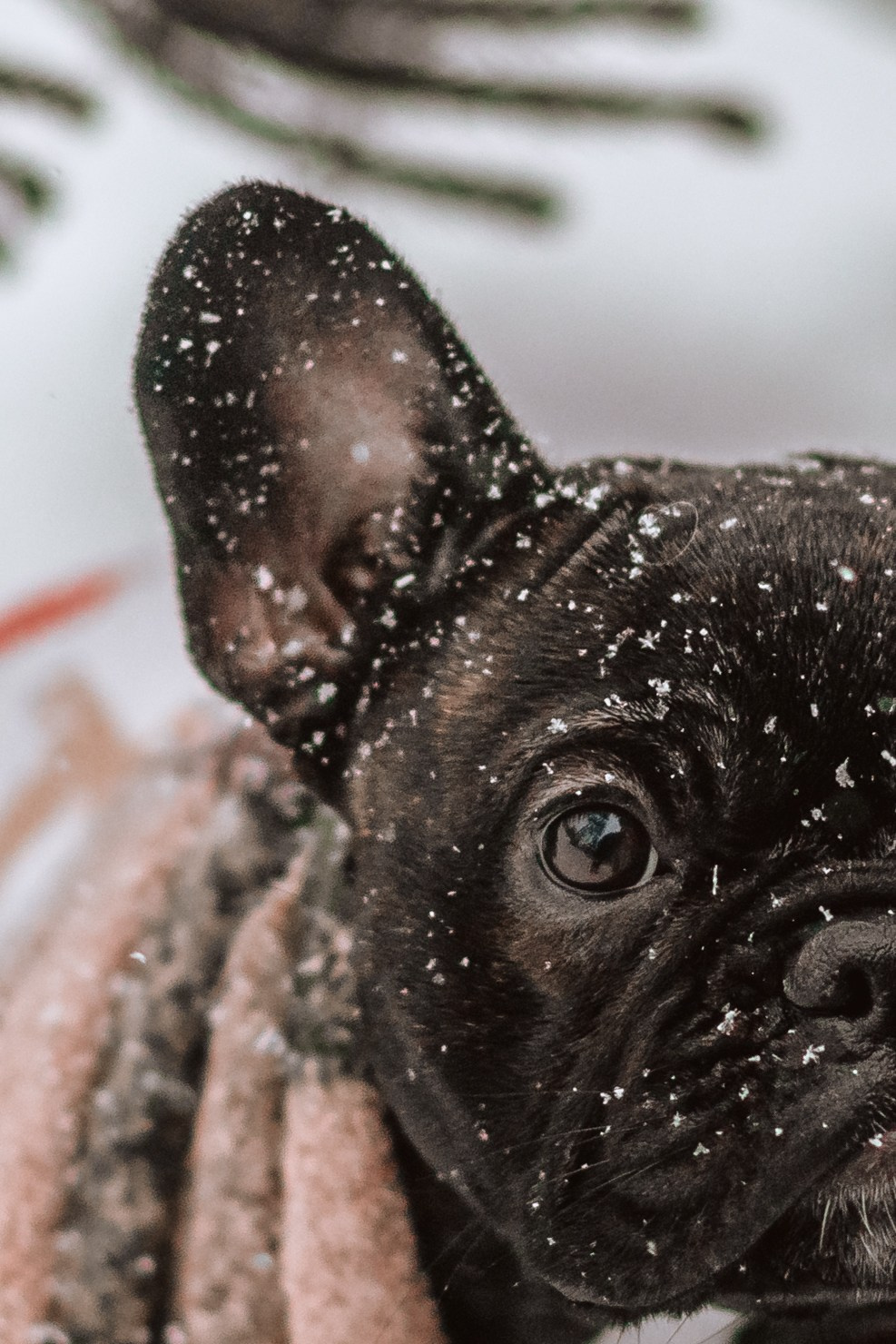 Кантри Хаус. Фотограф-анималист Татьяна Степанова