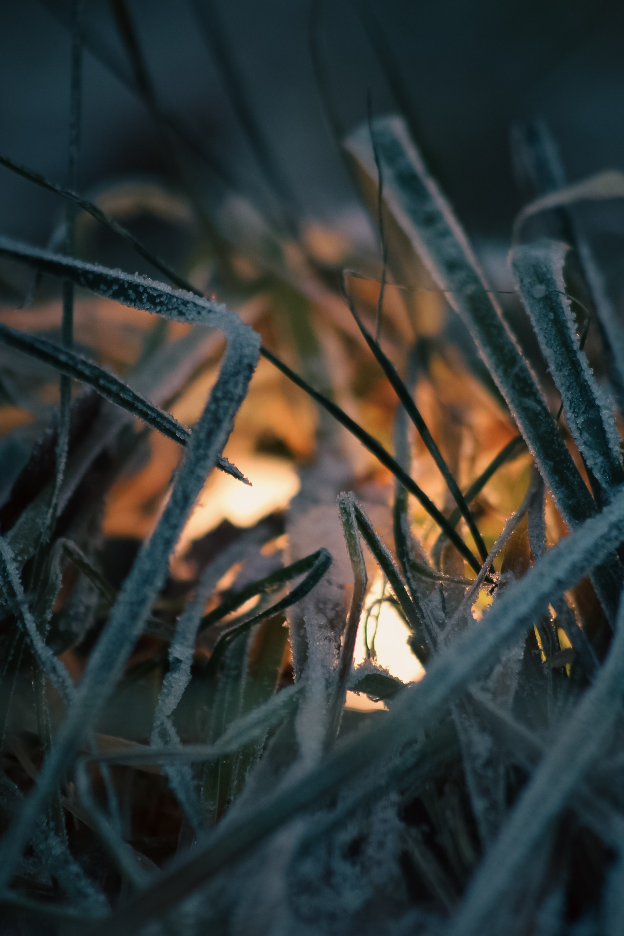 Иней. Dmitriy [KCCC] is a pretty cool photographer