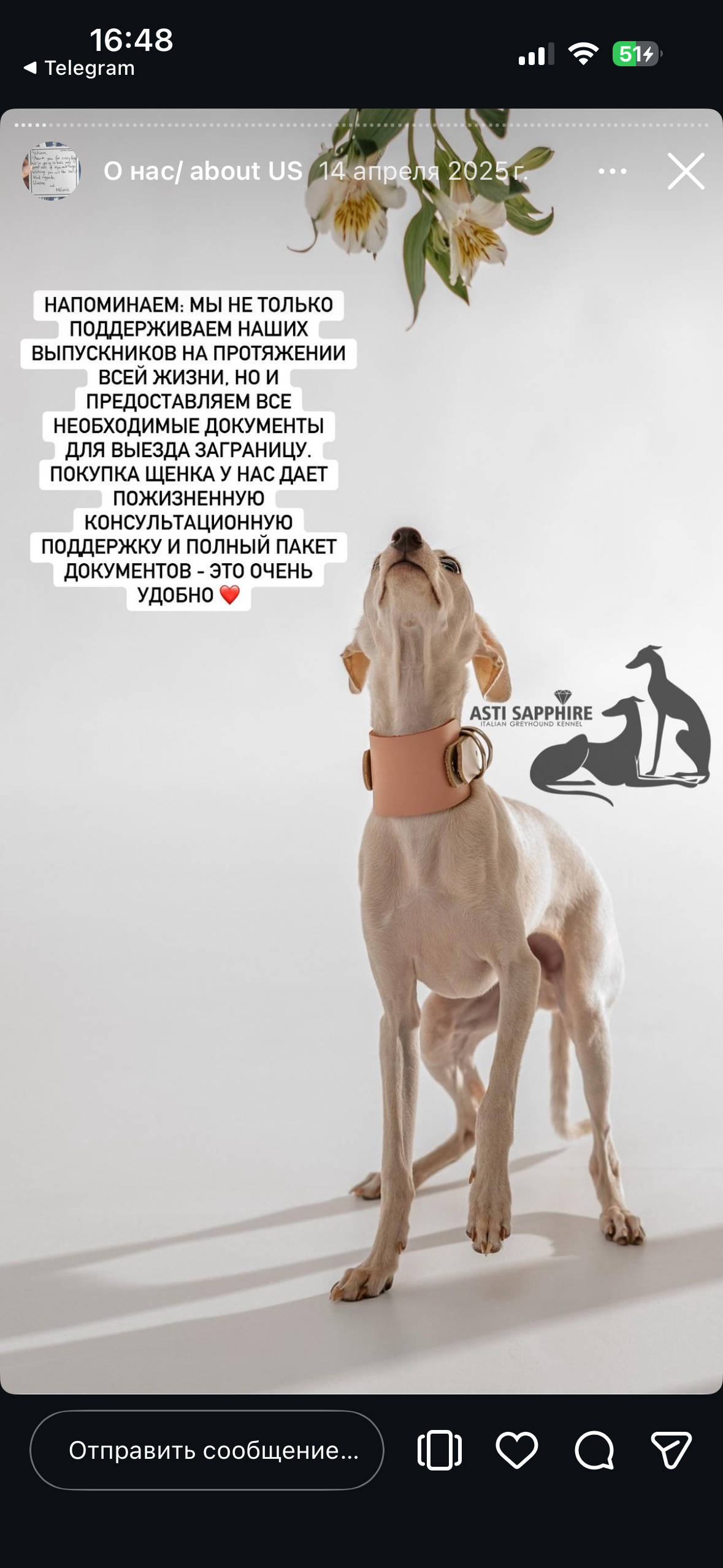 Отзывы от наших любимых владельцев. Профессиональный питомник левреток РКФ/FCI ASTI SAPPHIRE 💎 Сочи|Санкт-Петербург