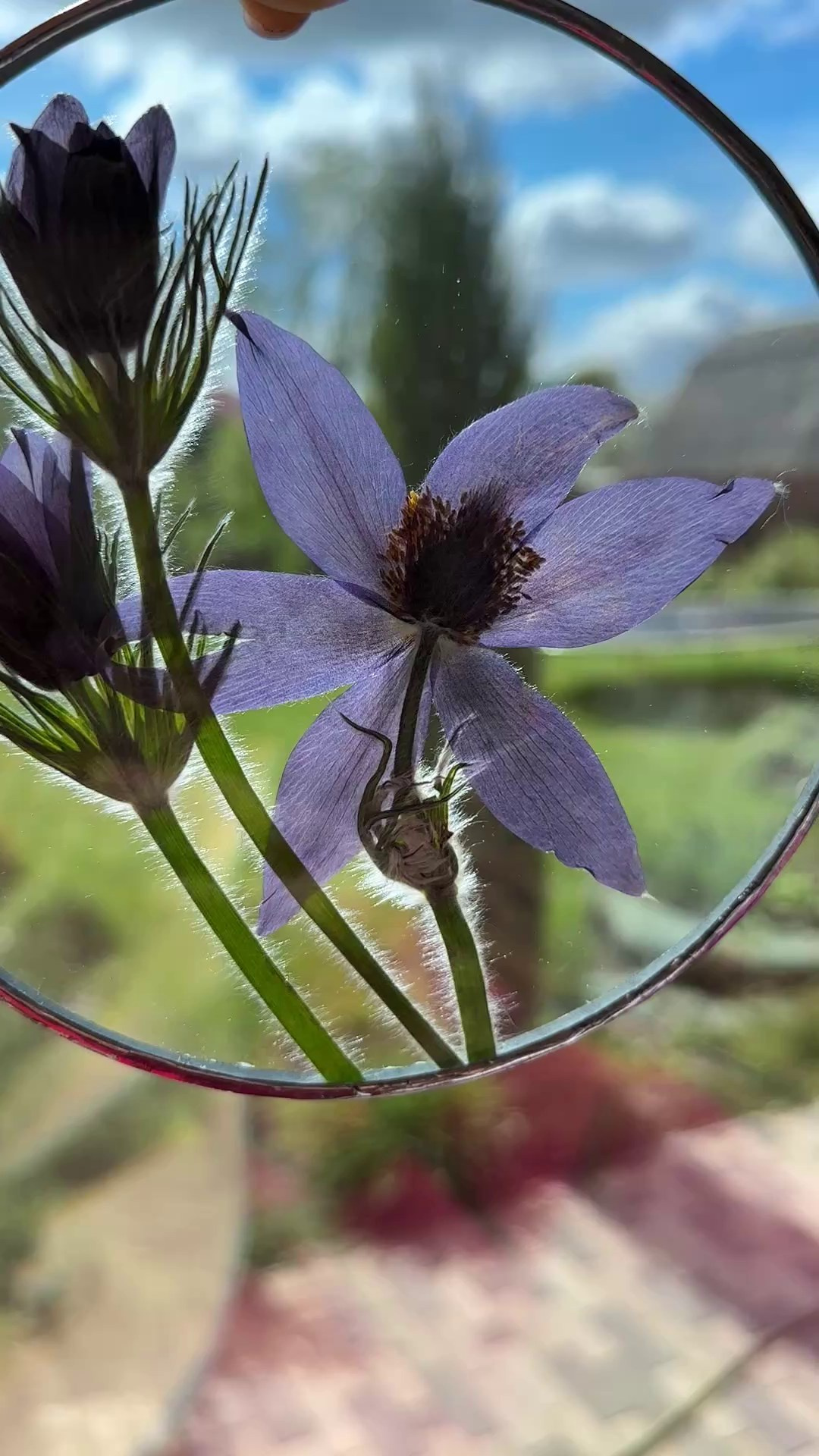 Засушенные цветы в раме витраж техника тиффани. Гербарий в стекле, интерьерные панно, витражи с сухоцветами в технике тиффани