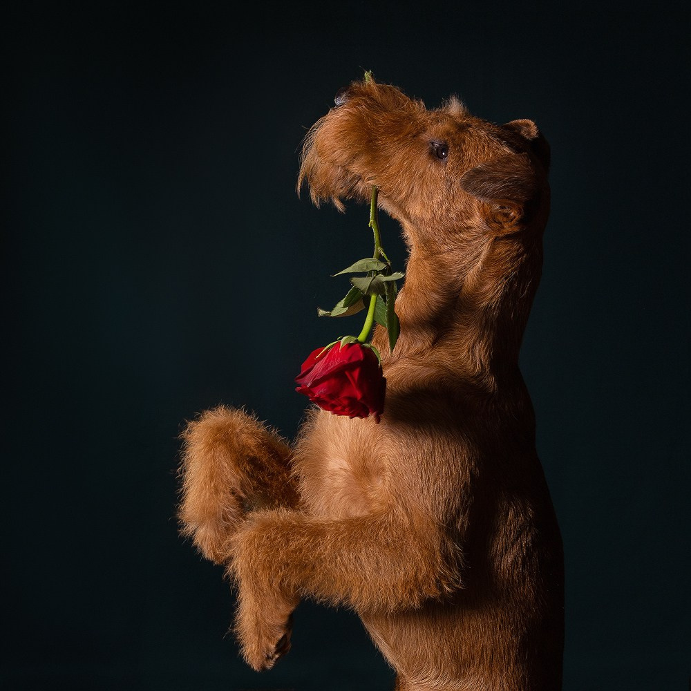 Отзыв о моей лекции о фотосъёмке собак. Фотограф-анималист Natalia Deingel | Фотосъемка собак в Москве