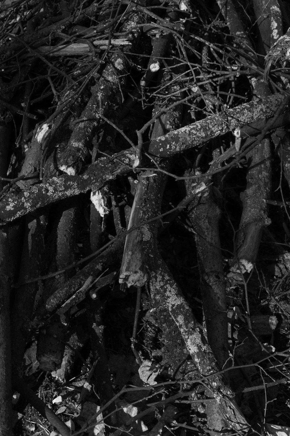 There is a branch in my shoulder. Maria Barakova