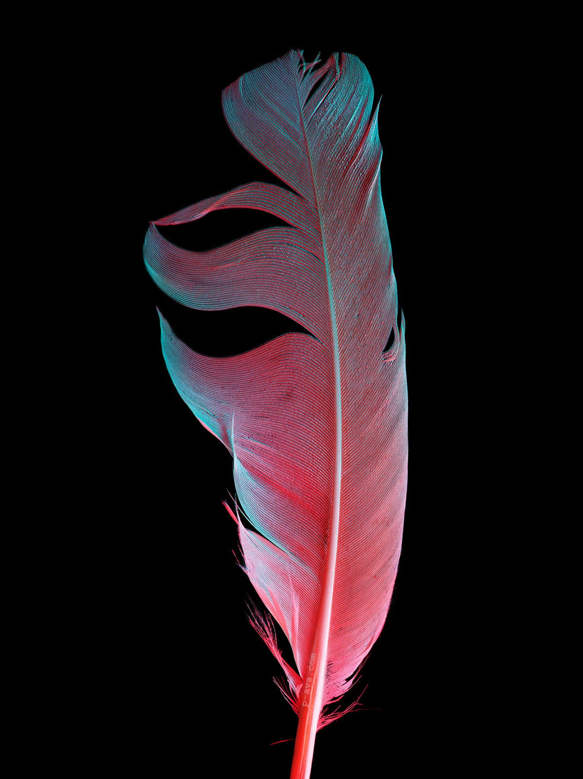 Перо в неоновом свете крупным планом, фотограф Павел Авакумов