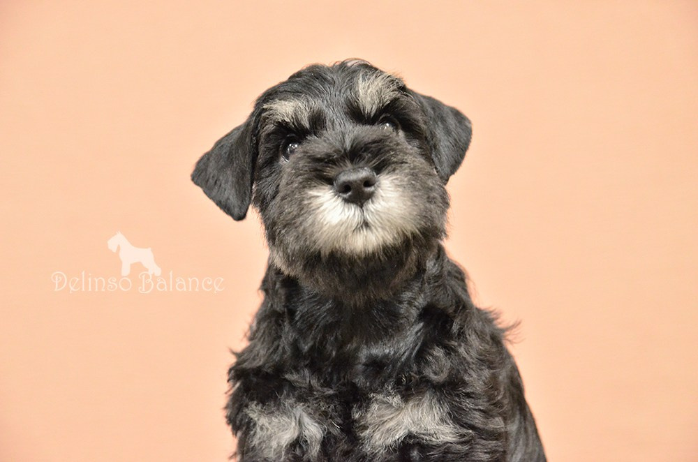 питомник цвергшнауцеров купить щенка цвергшнауцера делинсо бэлэнс 