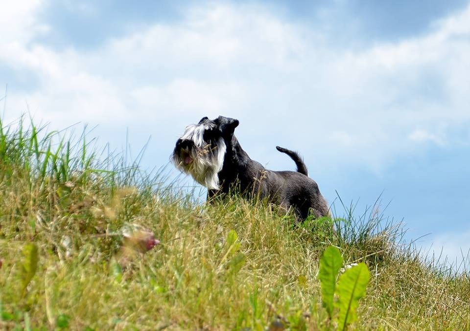 Леля/Asson Ari Unara Valeri. Питомник цвергшнауцеров в Беларуси «Делинсо Бэлэнс»