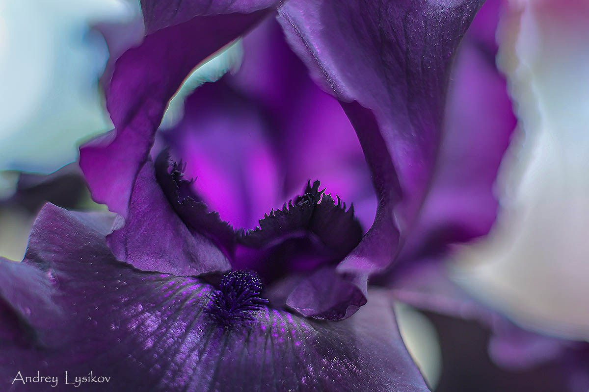 Цветы. Ландшафтный фотограф Андрей Лысиков, Москва