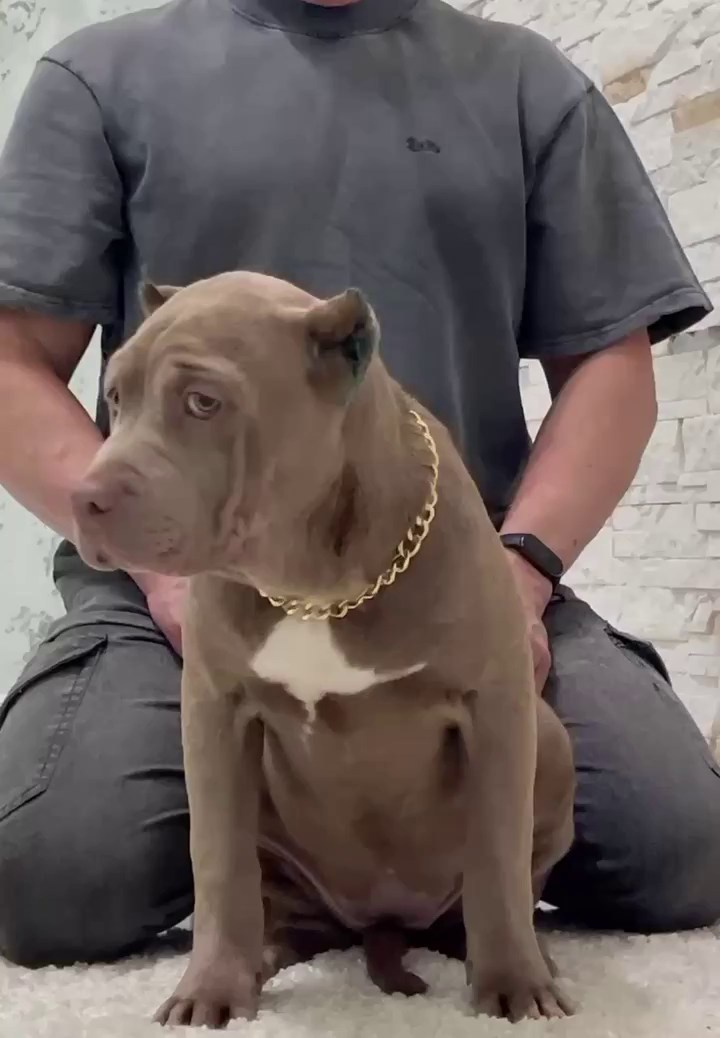 Все свободные щенки. Американские булли XL в г. Калининград. Питомник Great Bully UNIVERSE