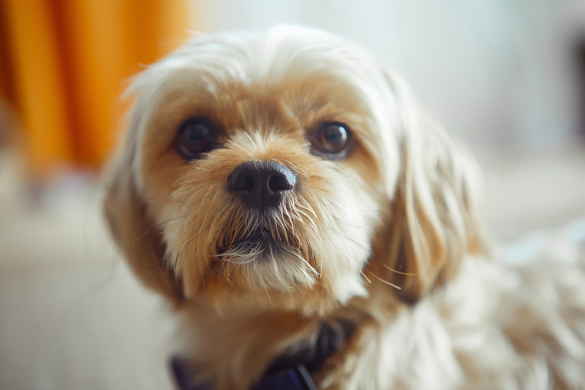 Фотограф Дмитрий Котюков. Свадебный и портретный Фотограф в Липецке Дмитрий Котюков