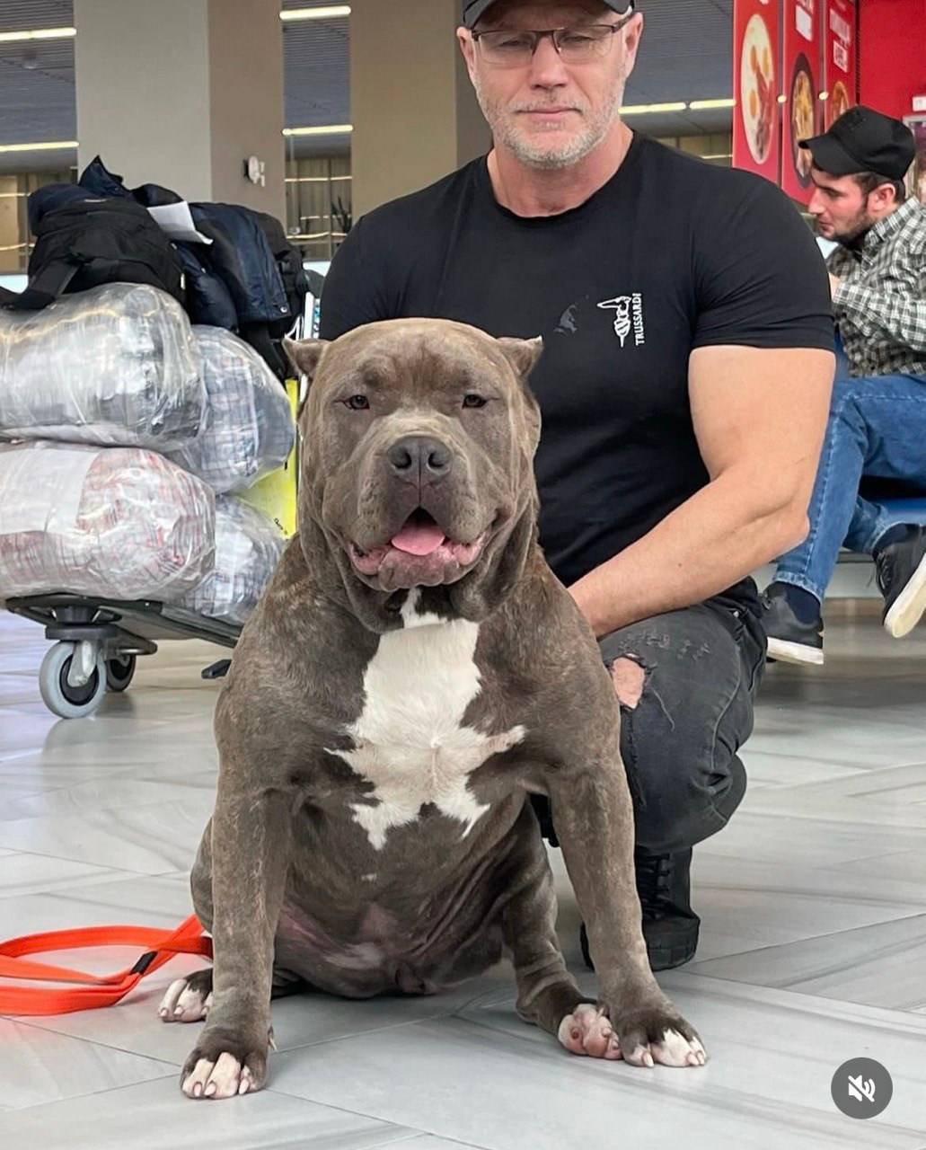 Участие в выставках. Американские булли XL в г. Калининград. Питомник Great Bully UNIVERSE