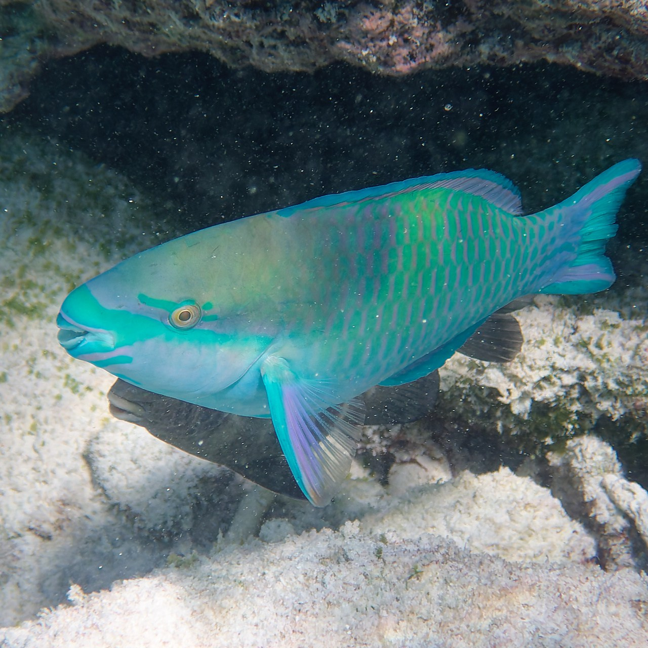 Мне посмотреть. Рыбов показываю