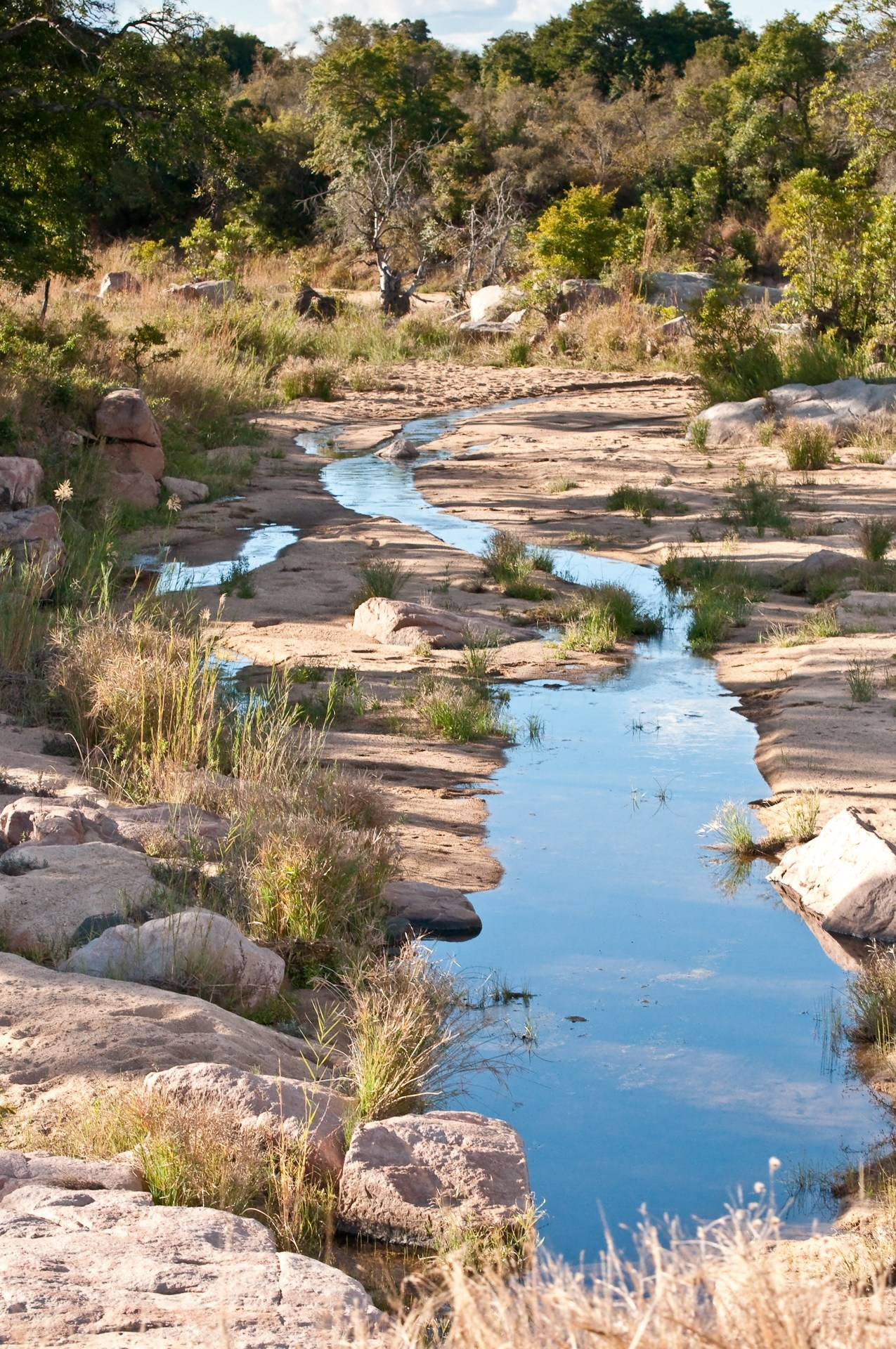 Kruger park. Фотограф Лара Кучина