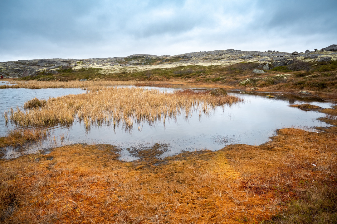 ТЕРИБЕРКА СИЯЕТ!. Фотограф в Белграде Чугреева Елена