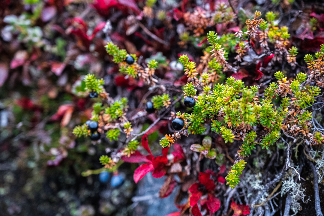 ТЕРИБЕРКА СИЯЕТ!. Фотограф в Белграде Чугреева Елена