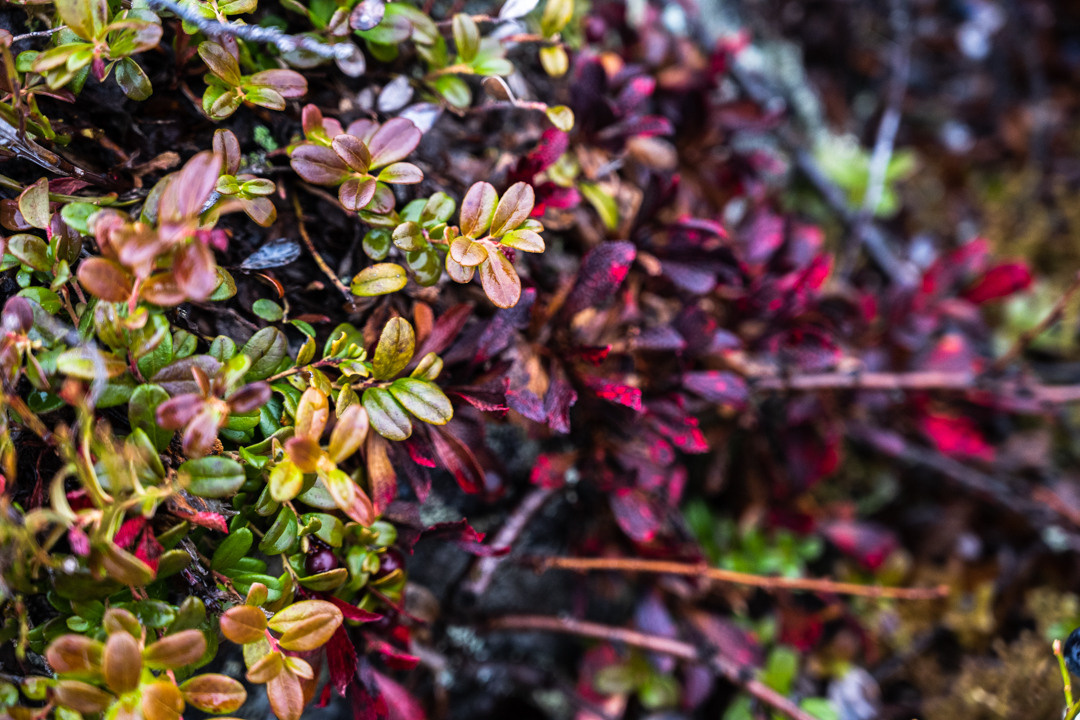 ТЕРИБЕРКА СИЯЕТ!. Фотограф в Белграде Чугреева Елена