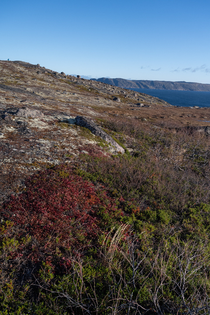 ТЕРИБЕРКА СИЯЕТ!. Фотограф в Белграде Чугреева Елена