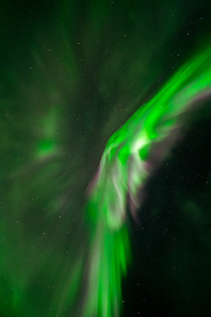 ТЕРИБЕРКА СИЯЕТ!. Фотограф в Белграде Чугреева Елена
