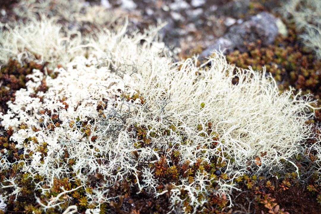 ТЕРИБЕРКА СИЯЕТ!. Фотограф в Белграде Чугреева Елена