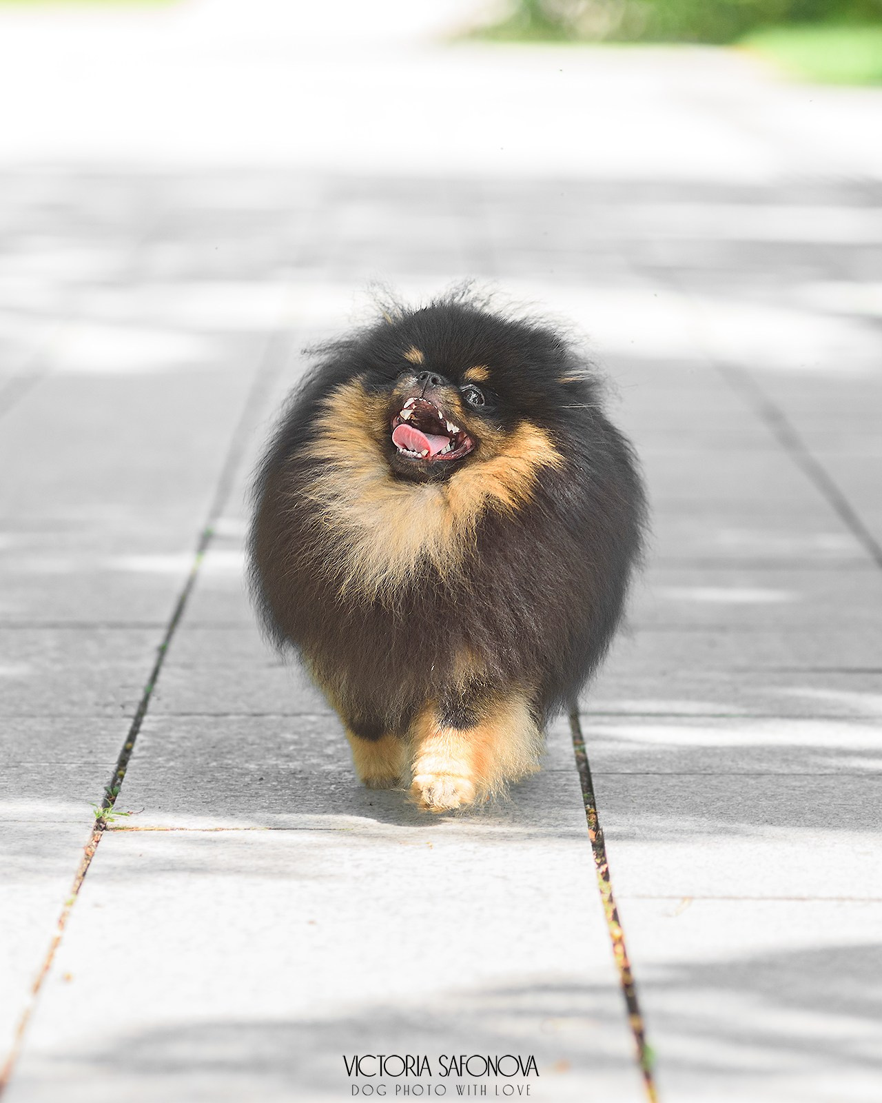 Шпицы 24.07.2024. Фотограф анималист Благовещенск. Сафонова Виктория