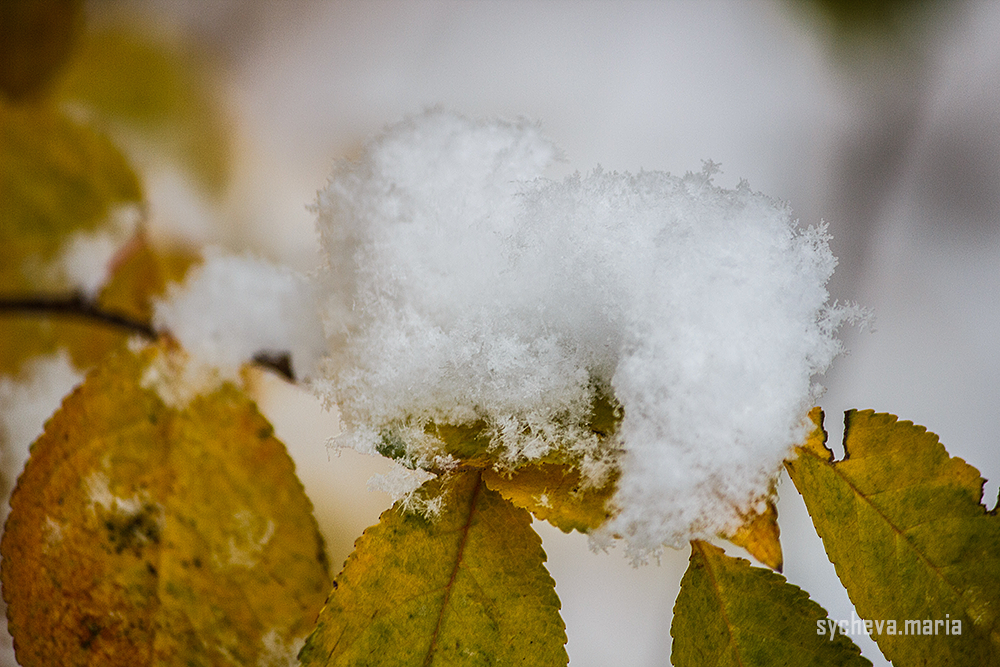 Первый снег. Детский и семейный фотограф, фотограф мероприятий Нижний Новгород