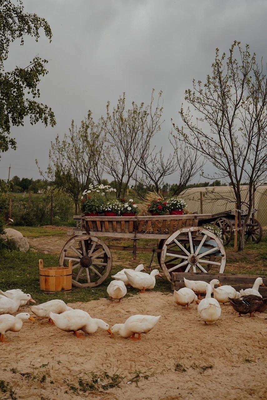 Фотопроект «Птичий Двор». КрисTina Олейник — твой фотограф Санкт-Петербург/Москва/Омск