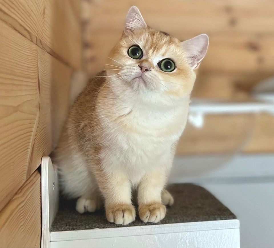 Julia. Mauna Gastonia