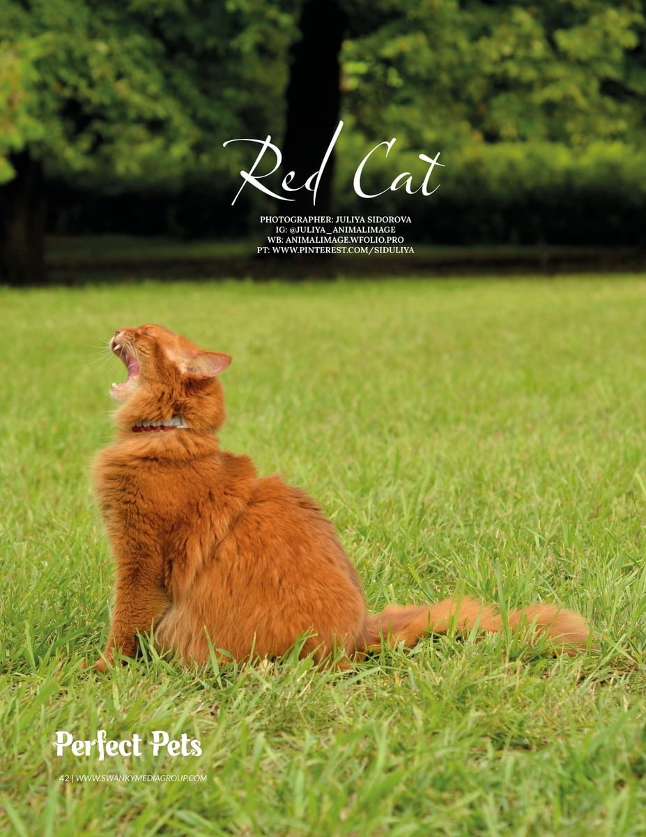 Публикации. Фотограф анималист