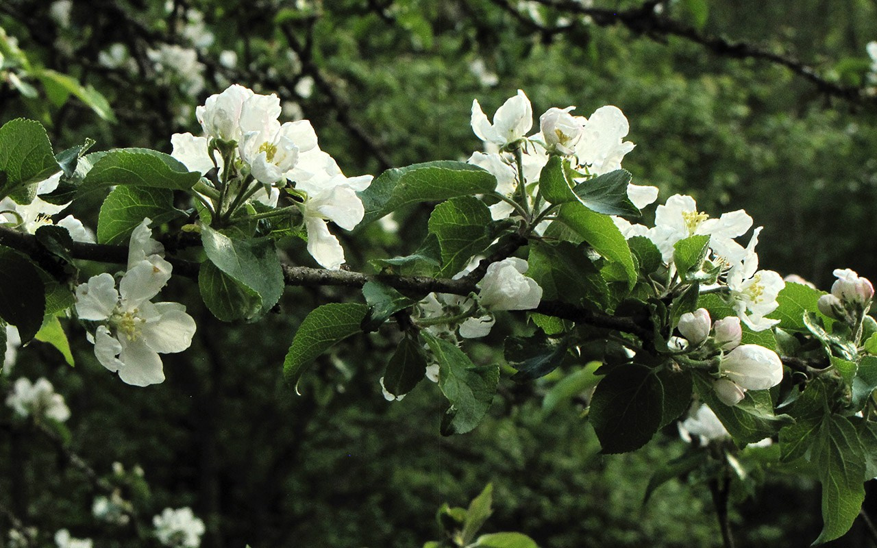 Деревья. Природа севера