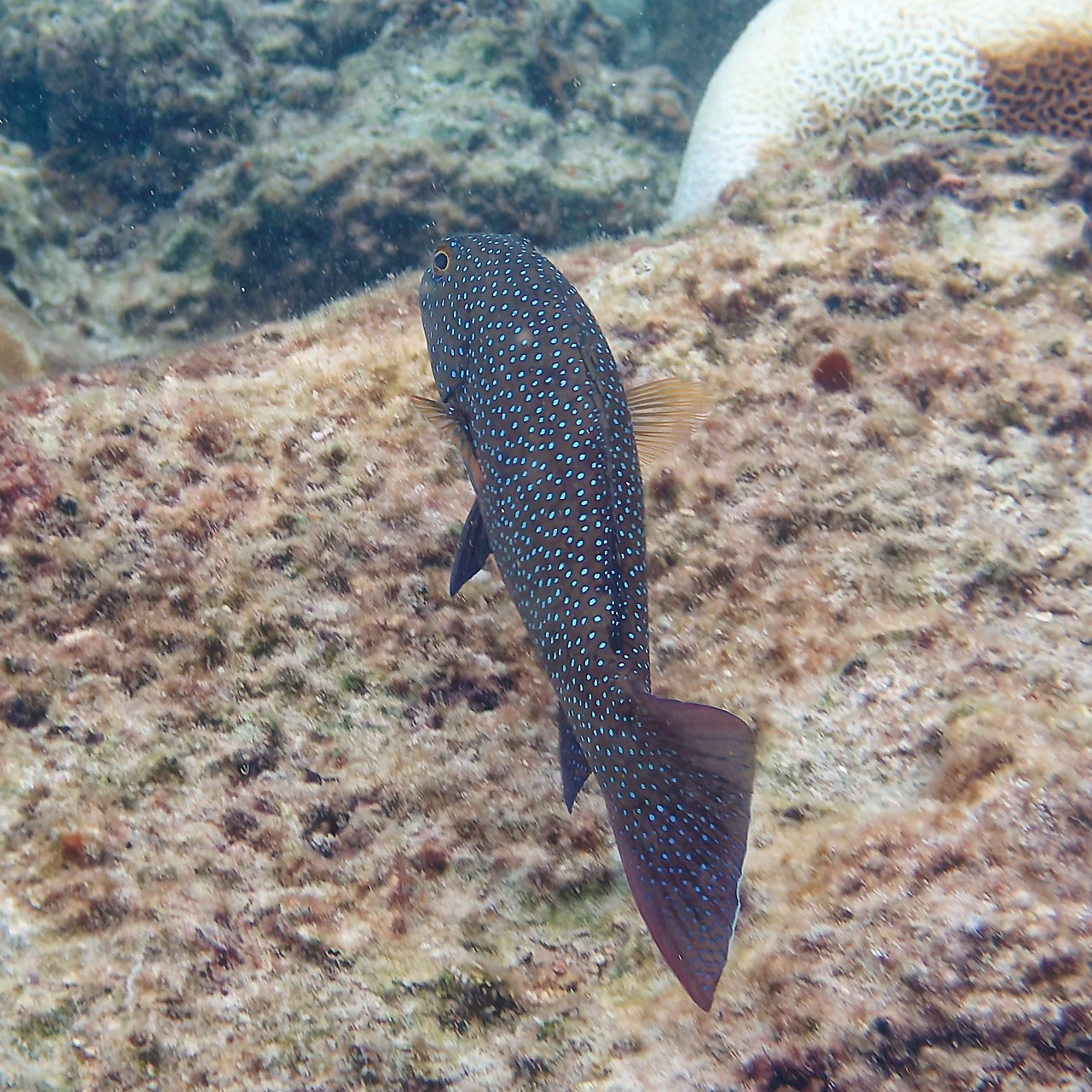 Мне посмотреть. Рыбов показываю