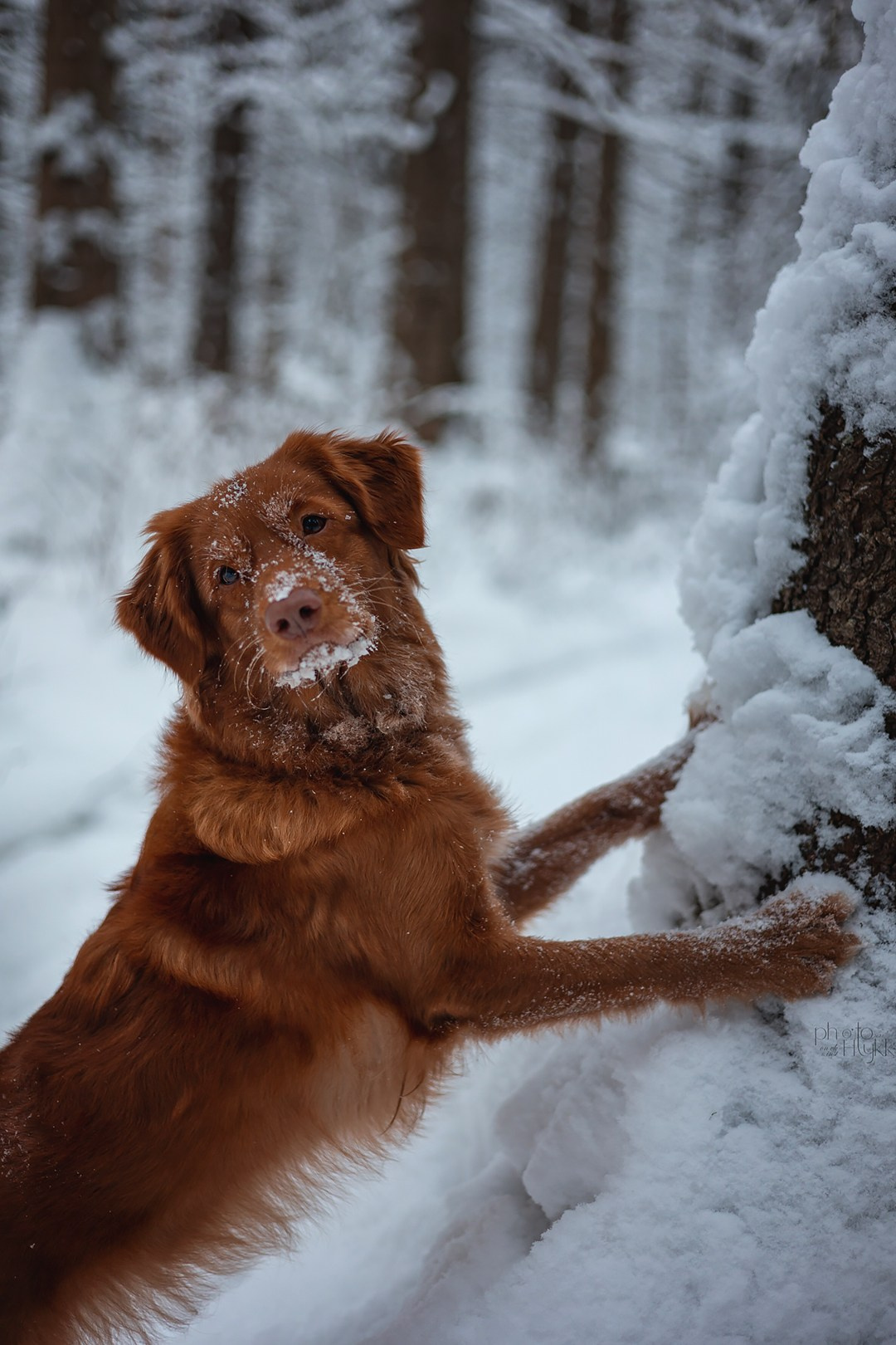 Толлер Эста. Htykk_photo