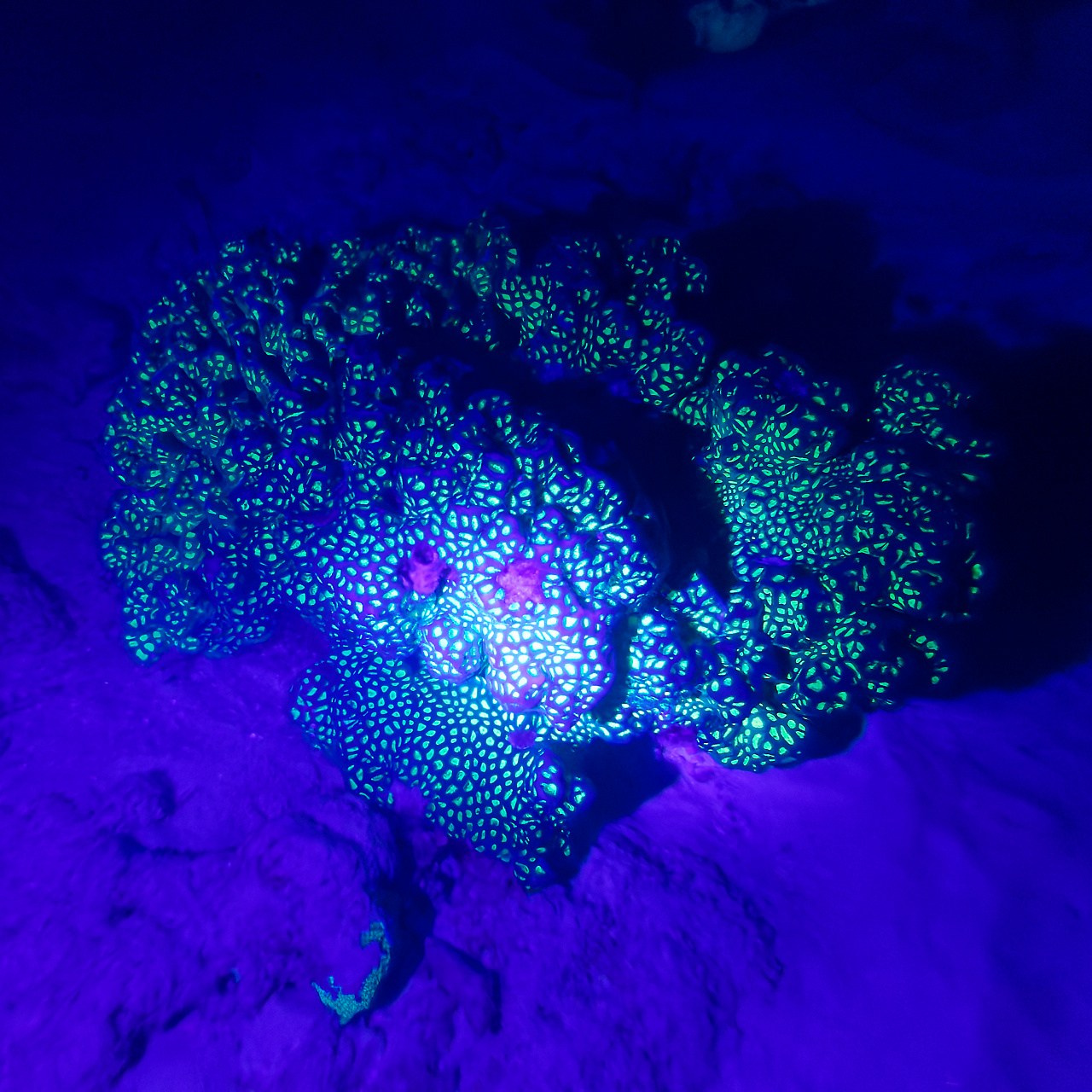 Мне посмотреть. Рыбов показываю