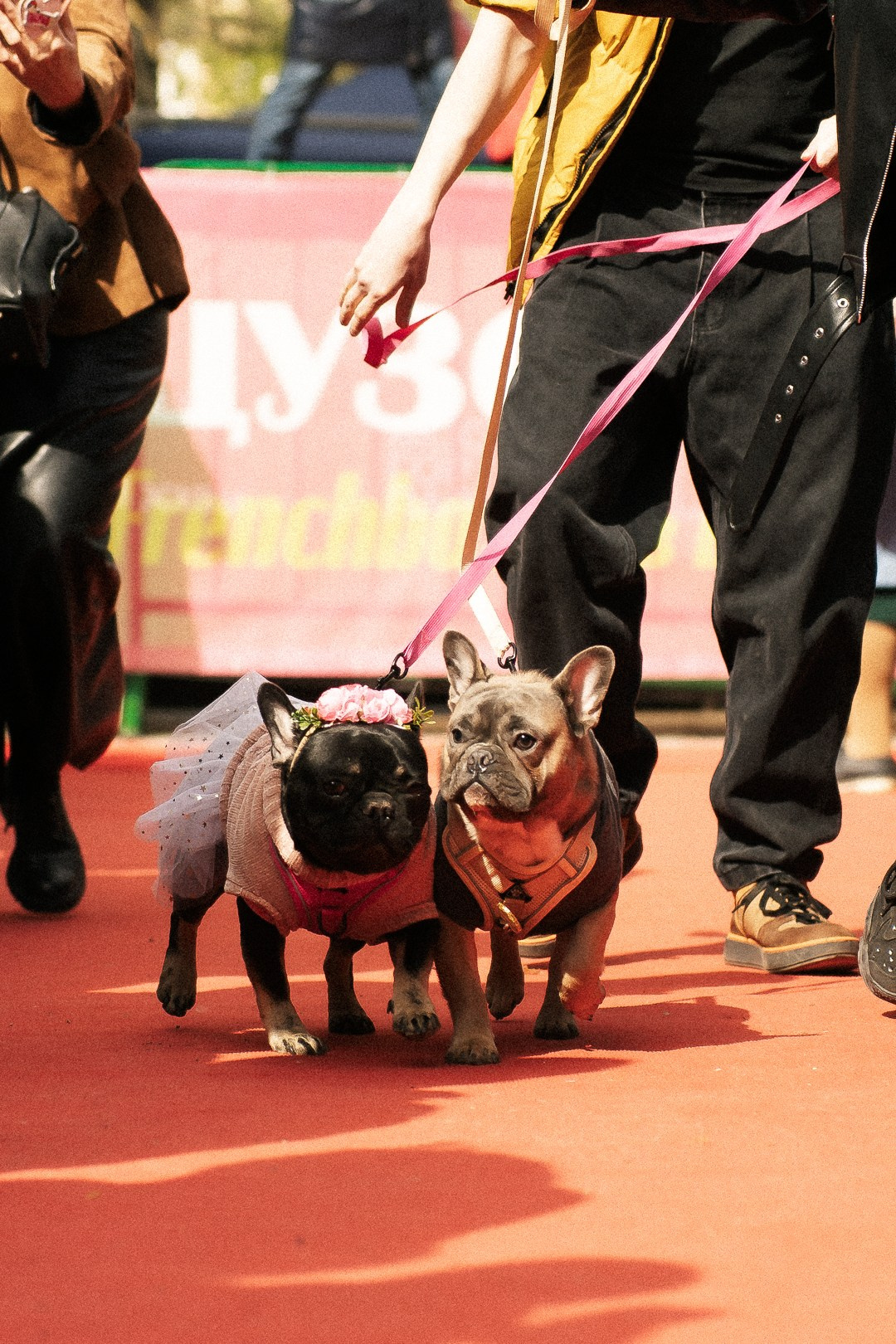 Парад Бульдогов. Axenov_eugene