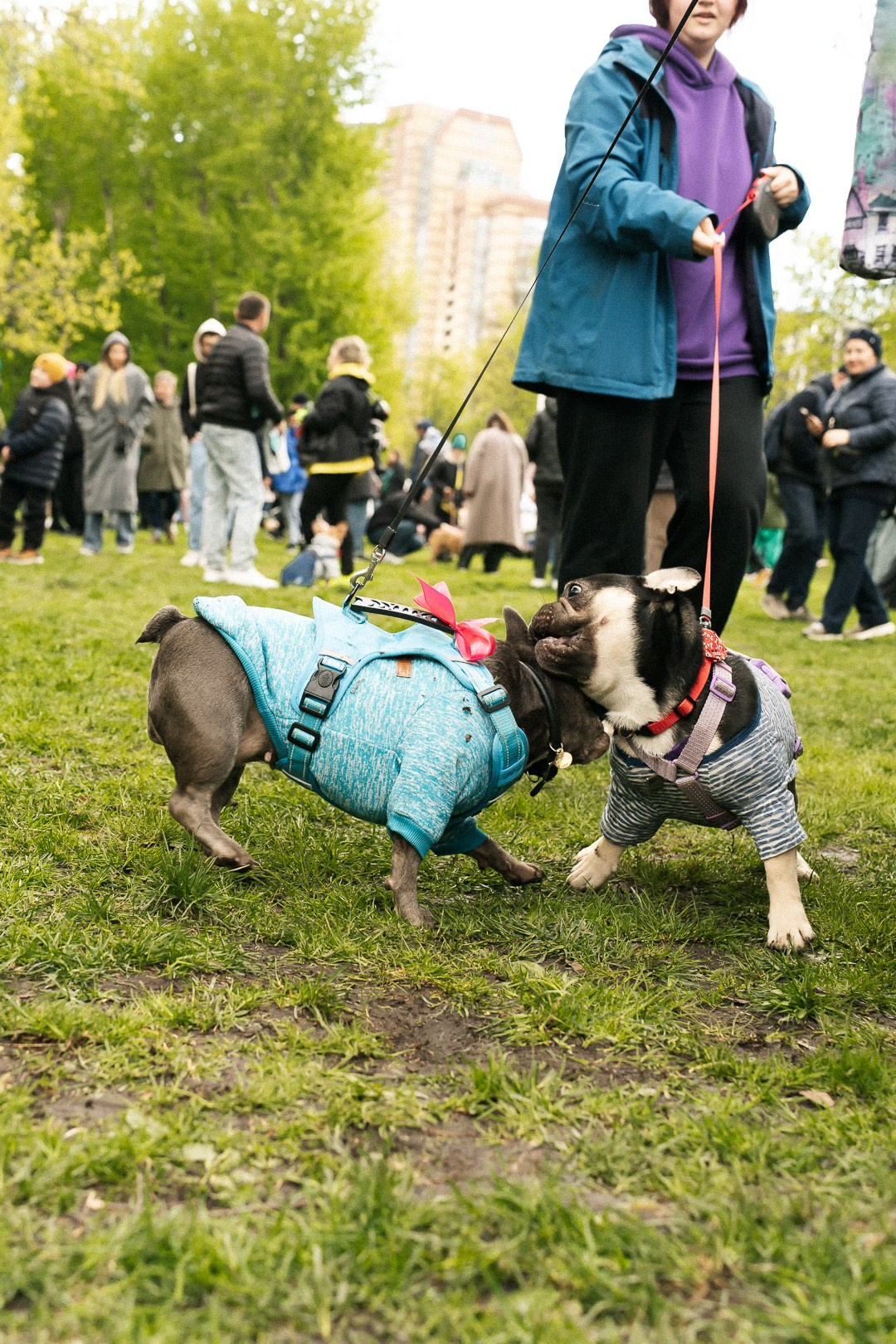 Парад Бульдогов. Axenov_eugene