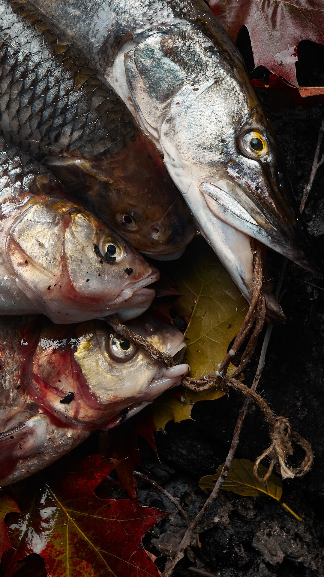 ПОРТФОЛИО. Главная