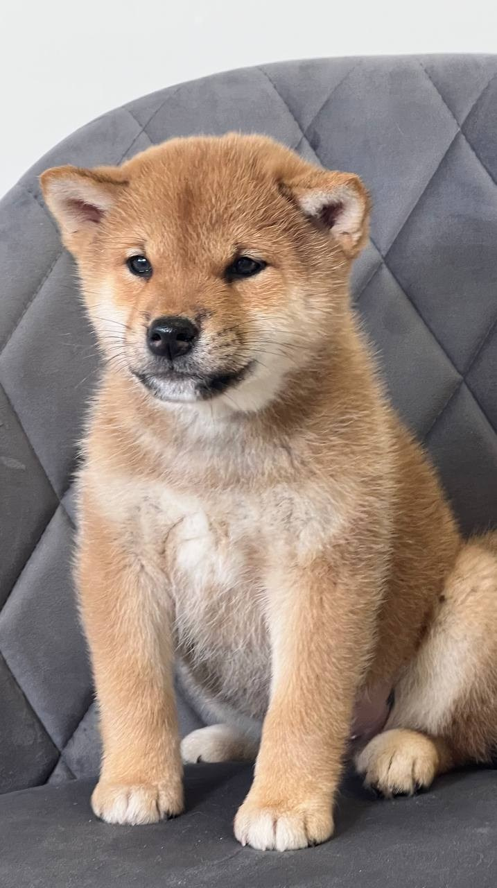 сиба питомник Рубилайт щенки на продажу rubylight  сиба щенки купить СПб Санкт-Петербург 