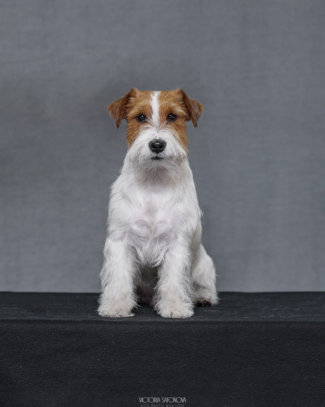 Джек рассел терьер 09.02.2024. Фотограф анималист Благовещенск. Сафонова Виктория