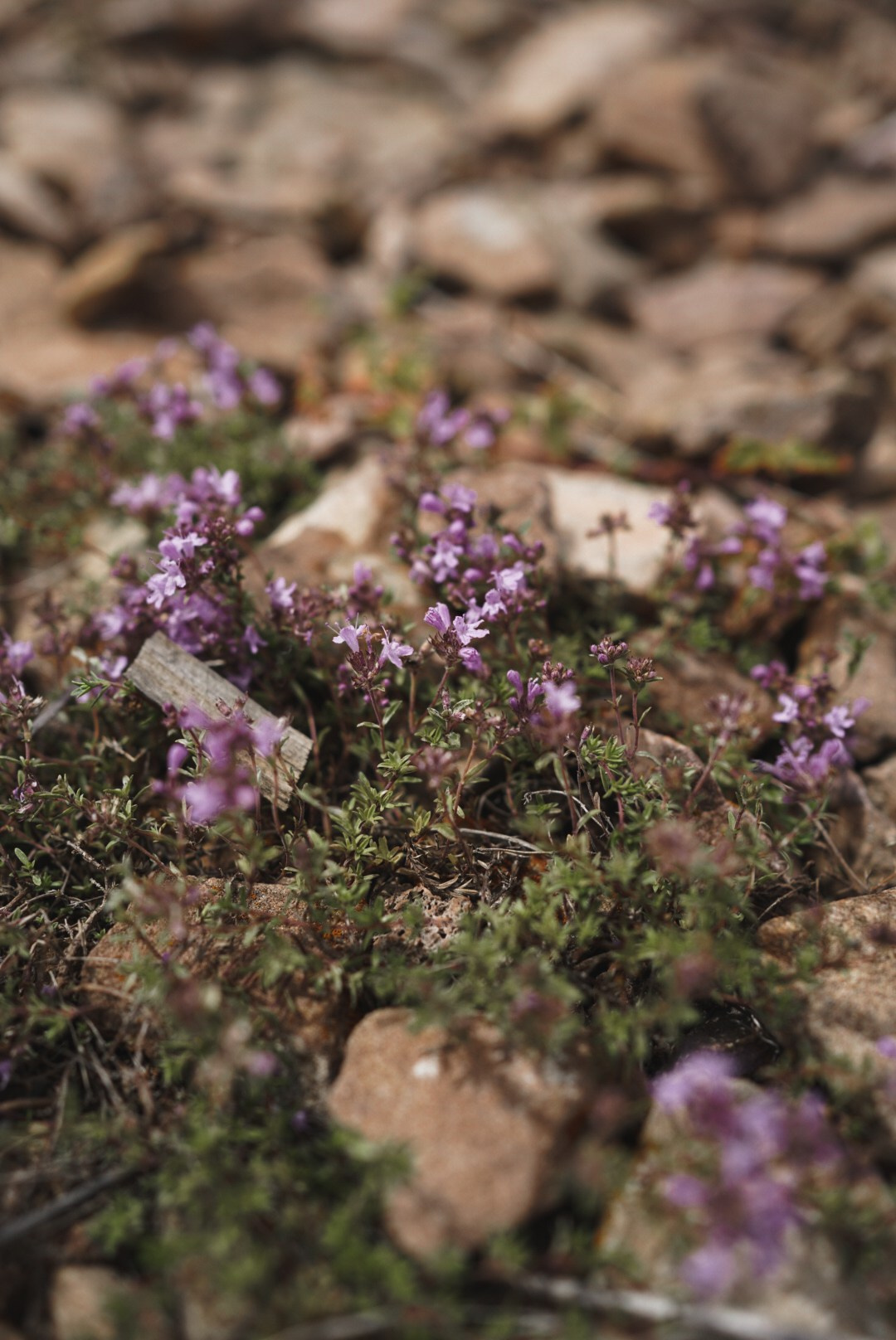 Фотографии с озёр и степей Хакасии. Предметный фотограф Санкт-Петербург