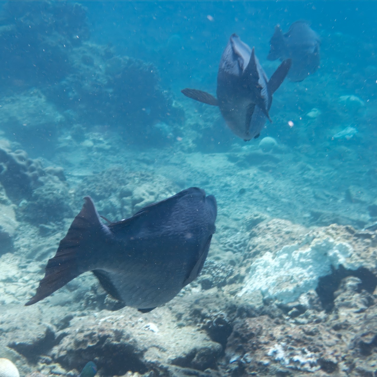 Мне посмотреть. Рыбов показываю