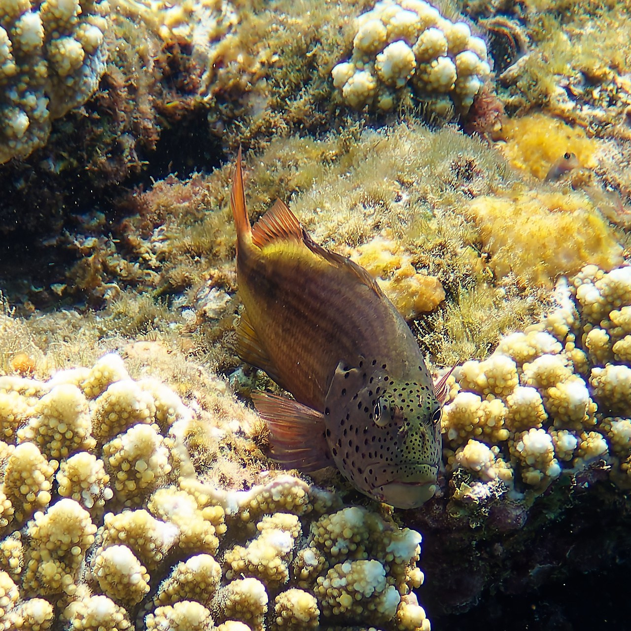 Мне посмотреть. Рыбов показываю