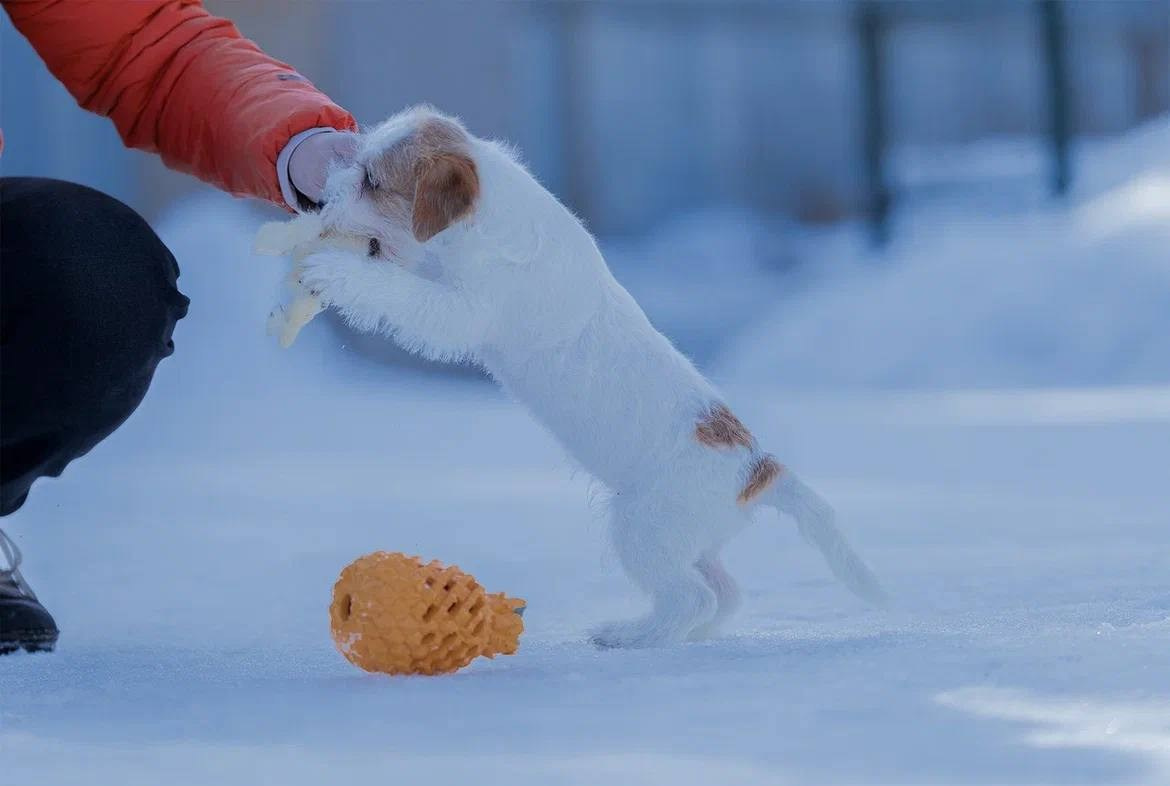 Сука 5. Lovely-Orange питомник джек рассел терьеров