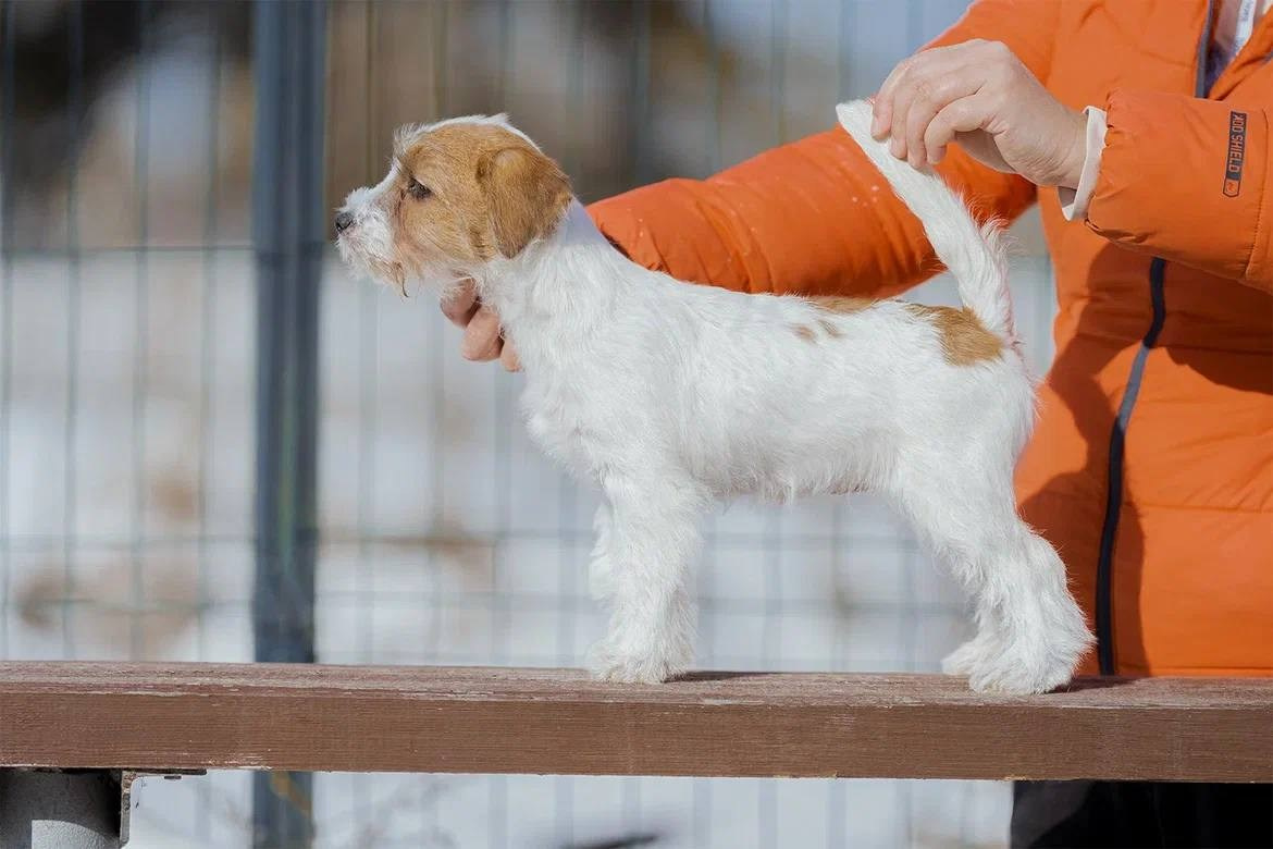 Сука 4. Lovely-Orange питомник джек рассел терьеров