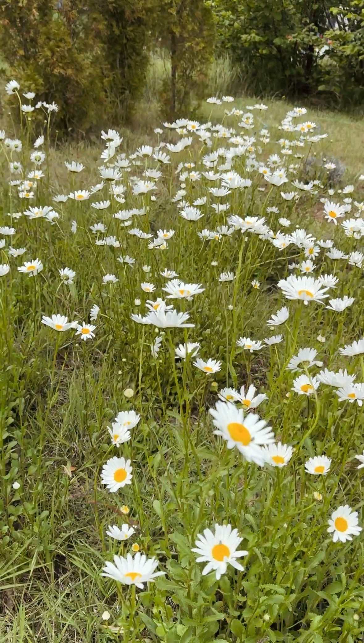 Локации с цветами. Фотостудия Натальи Забродской
