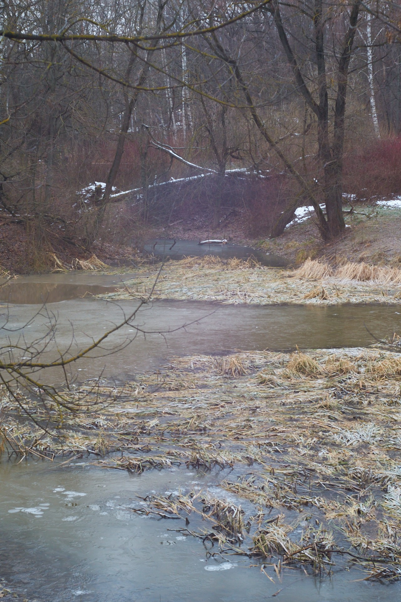 Серия «5 элементов  стихий» — ВОДА, ДЕРЕВО и ЗЕМЛЯ. Сайт фотографа Виталия Дени