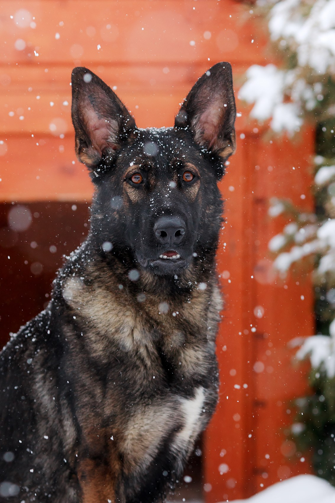 Зимние портреты. Фотограф-анималист Mary Mart — Москва, Питер