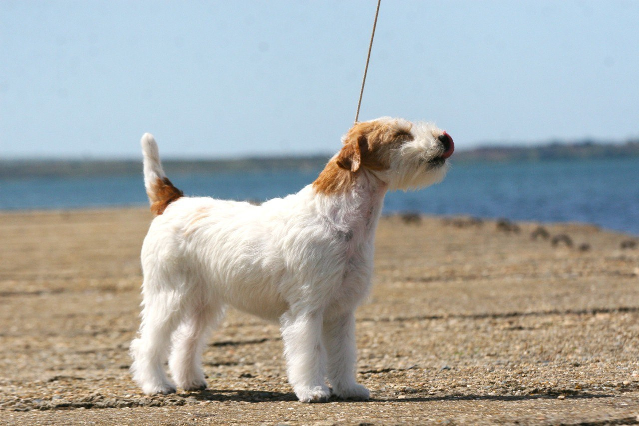 Lovely-Orange Colambina. Lovely-Orange питомник джек рассел терьеров