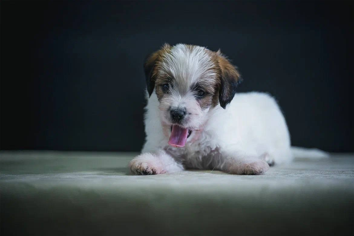 Кобель 1. Lovely-Orange питомник джек рассел терьеров