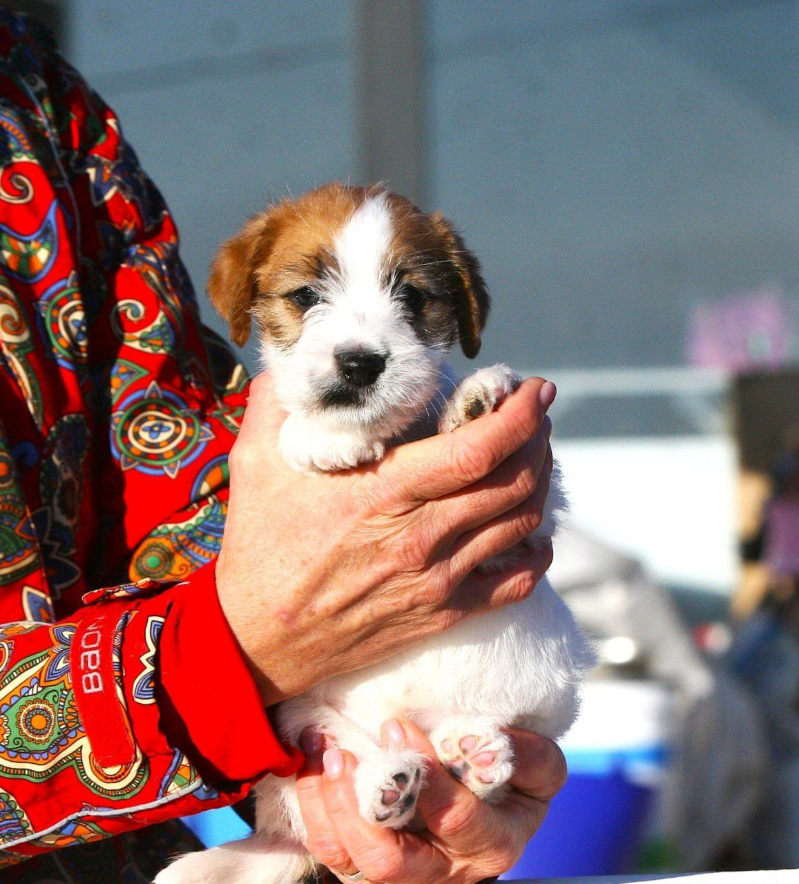 Кобель 1. Lovely-Orange питомник джек рассел терьеров